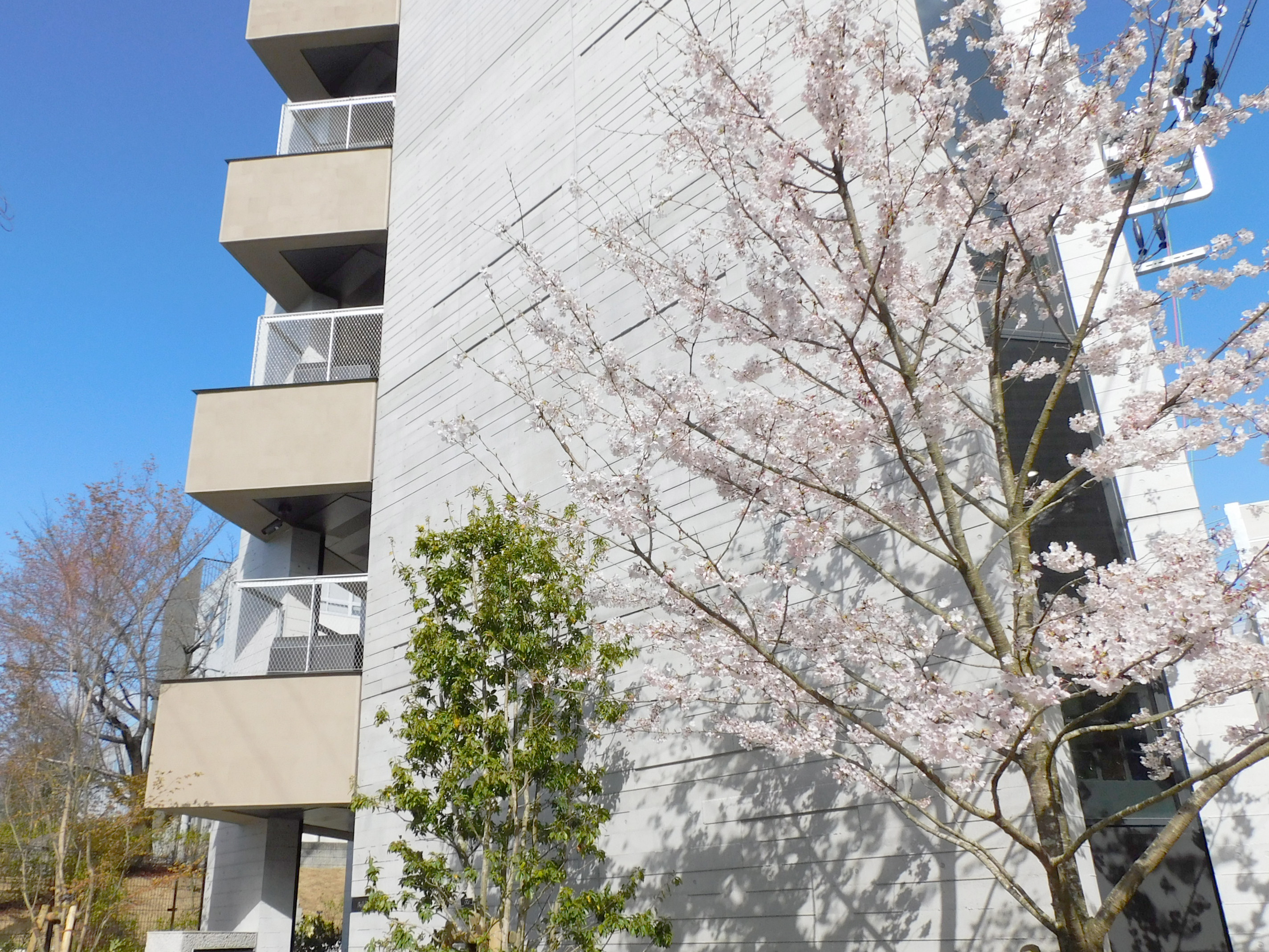 桜を望むビューポイント